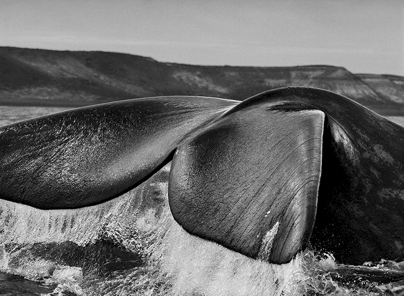 Southern Right whales (Eubalaena australis), drawn to the Valdés Peninsula because of the shelter provided by its two gulfs, the Golfo San José and the Golfo Nuevo, often navigate with their tails upright in the water.  Valdés Peninsula, Argentina. 2004. © Sebastião Salgado / Amazonas images