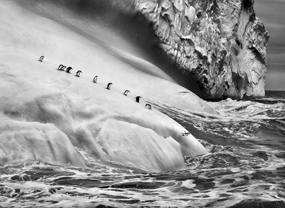 South Sandwich Islands.  Chinstrap penguins (Pygoscelis antarctica) on an iceberg located between Zavodovski and Visokoi islands. South Sandwich Islands. 2009. © Sebastião Salgado / Amazonas images