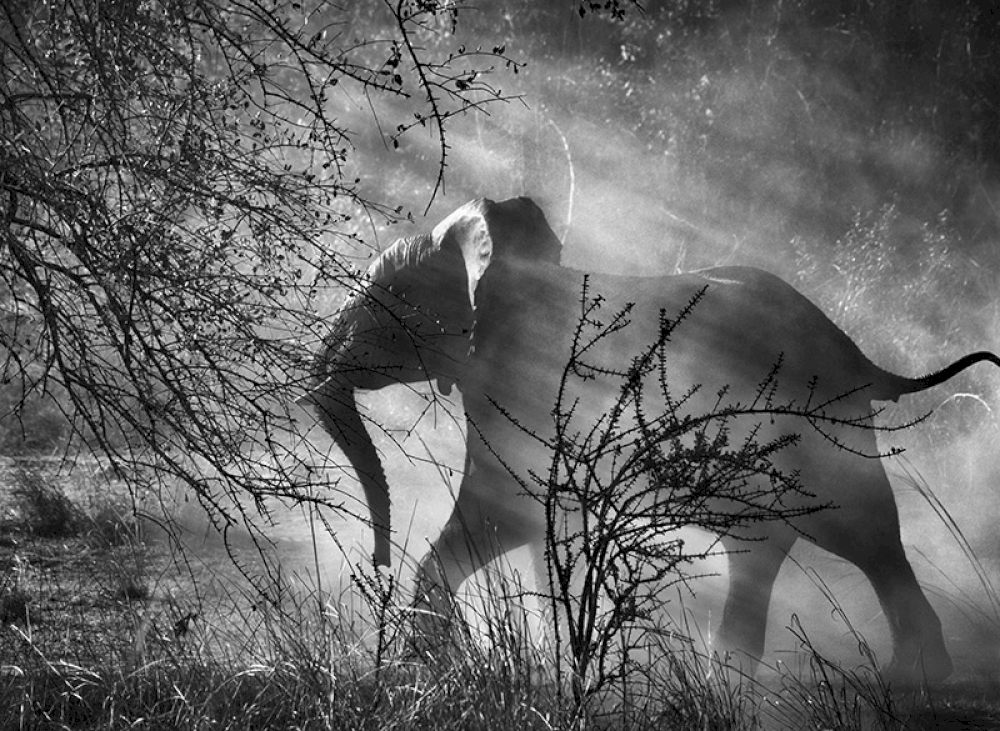 Elephants are hunted by poachers in Zambia, so they are scared of humans and vehicles. When they see an approaching car, they usually run quickly into the bush.  Kafue National Park. Zambia. 2010. © Sebastião Salgado / Amazonas images