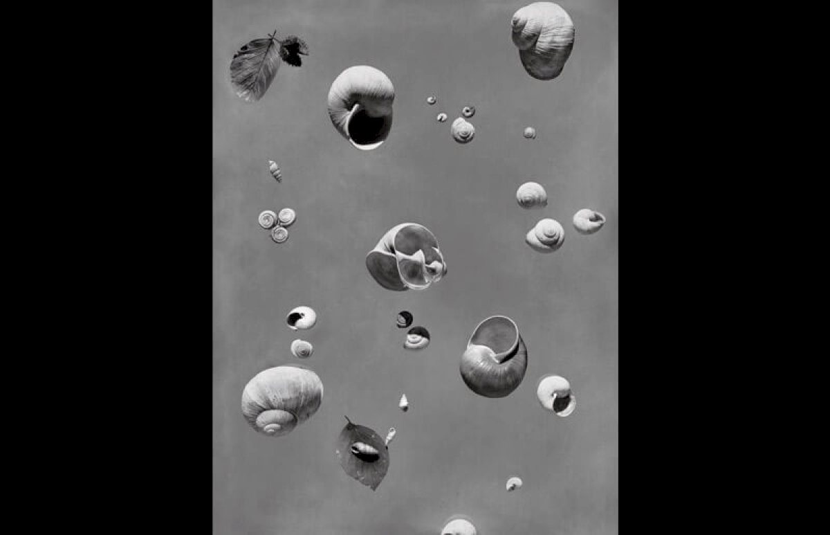 Floating snails. Zurich, Switzerland, 1936 © Werner Bischof / Magnum Photos
