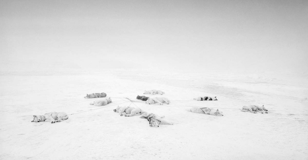 Ragnar Axelsson © Sled Dogs on the Sea Ice, Thule, Greenland, 2010