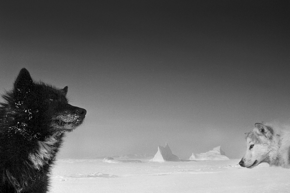 Ragnar Axelsson © Sled Dogs, Ingelfieldfjord, Greenland, 1
