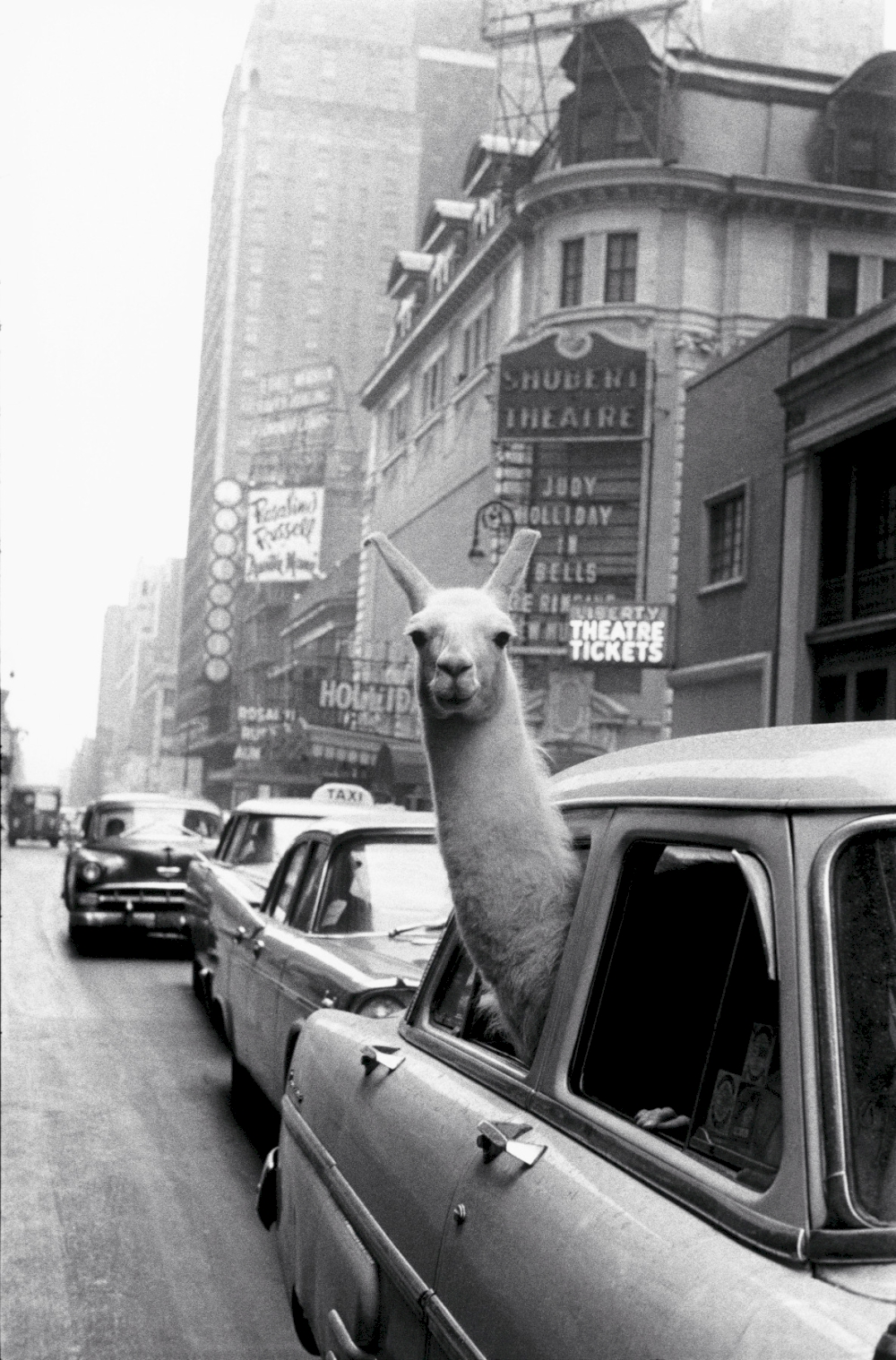 USA. New York, NY. A Llama in Times Square. 1957. © Inge Morath / Magnum Photos / courtesy CLAIRbyKahn