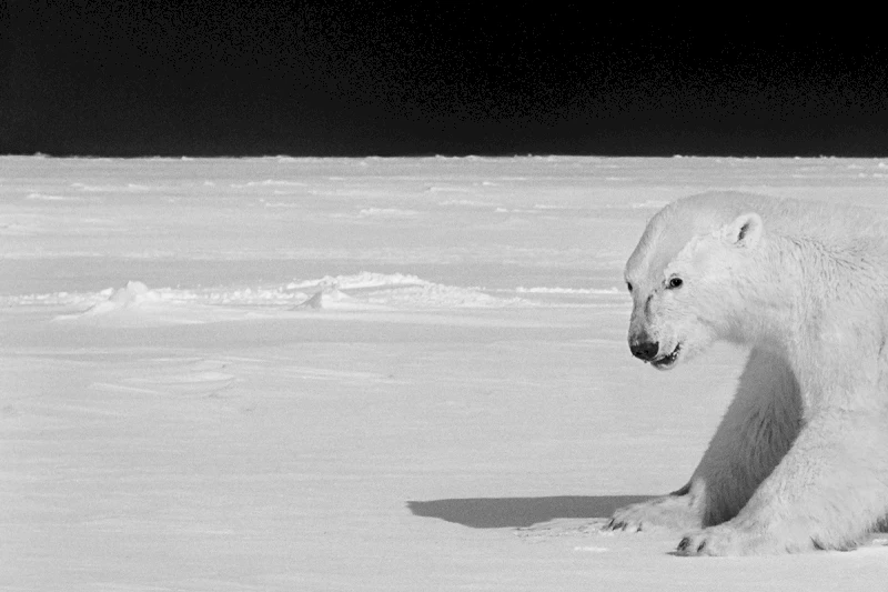 Ragnar Axelsson © Polar Bear on the Sea Ice, Greenland, 2019